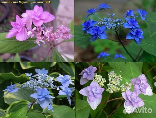 Саженцы Гортензии пильч. Муяма Я Мурасаки доставка
