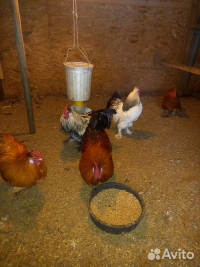 Молодые петухи