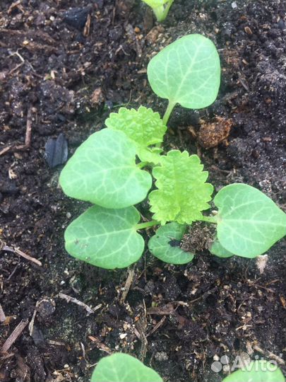 Рассада лаватеры, бархатцев, шток розы