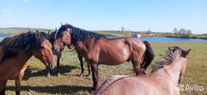 Продам лошадей Башкирской породы