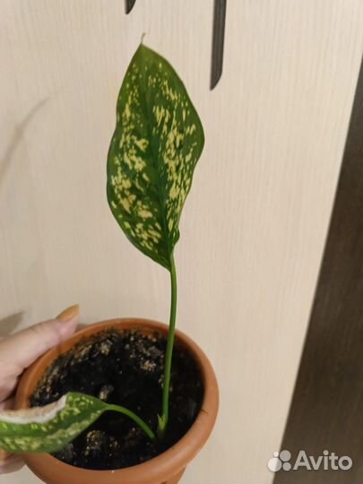 Аглаонема ферст