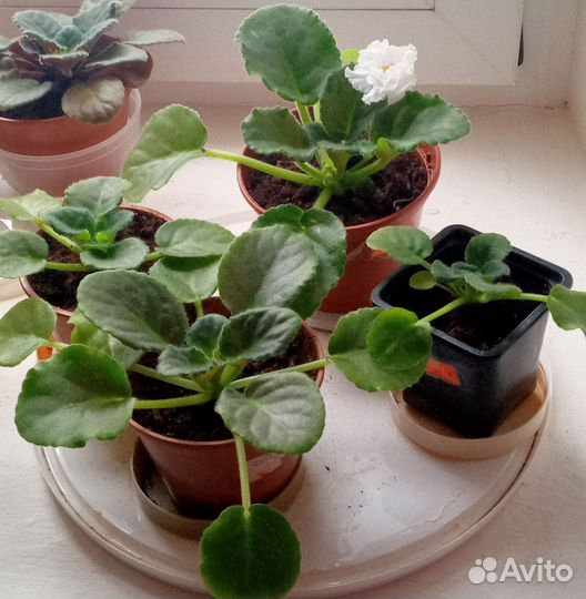 Комнатные цветы