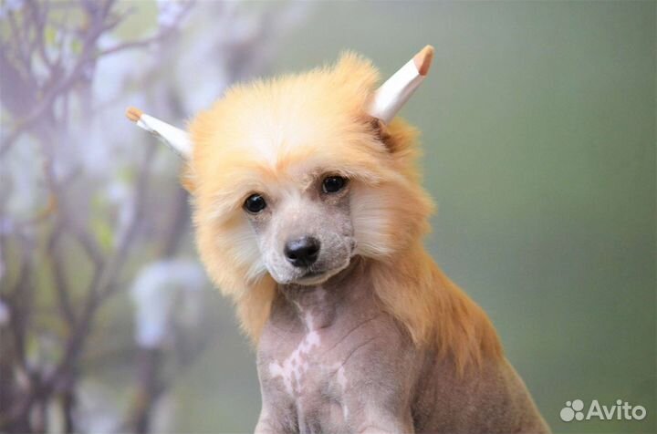 Китайская хохлатая