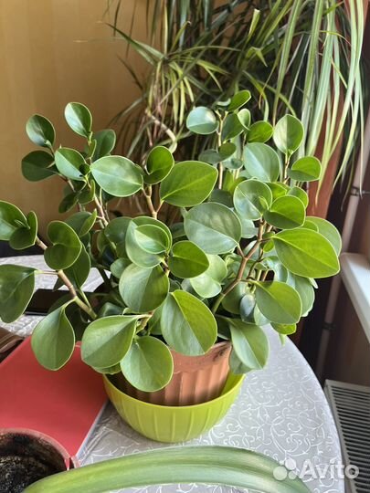 Комнатные растения цветы