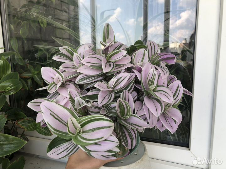 Традесканции (укорененные и на срез)