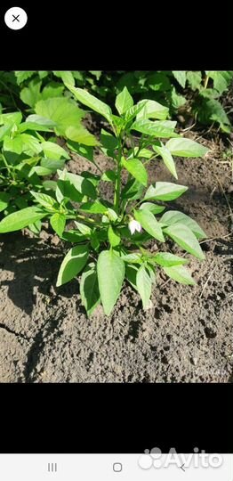 Перец декоративный, комнатный