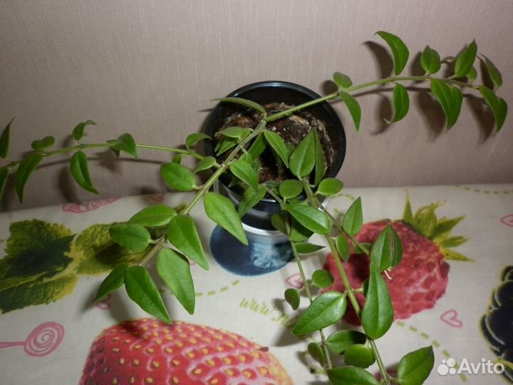 Комнатные растения цветы