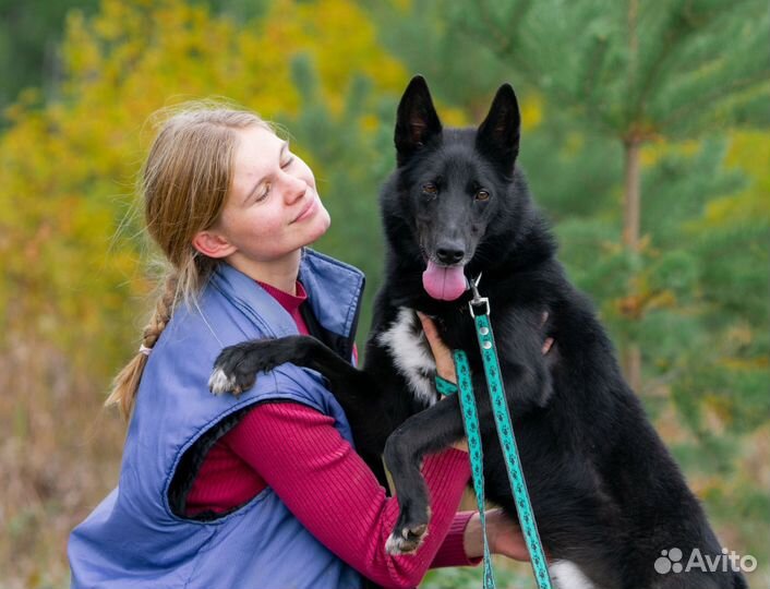 Собака Котик