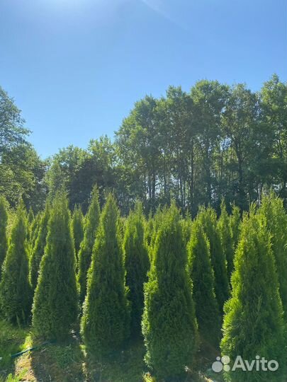 Туя Смарагд 80-100 см