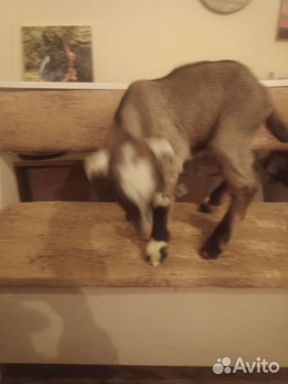 Козлик ламанча+нубиец