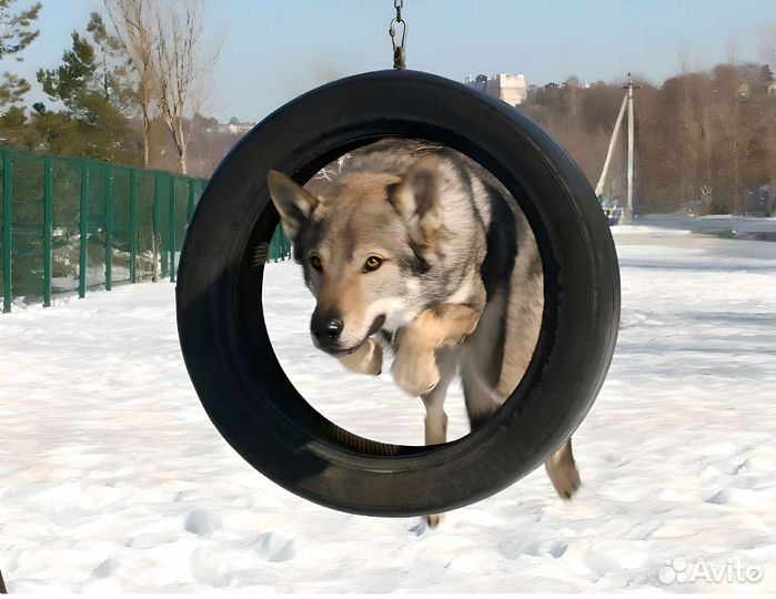 Дрессировка собак индивидуально и в группе