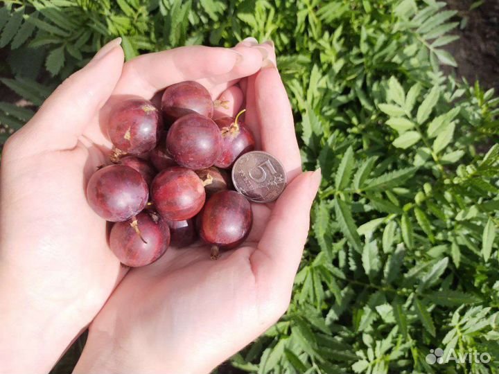 Саженцы красного крупного крыжовника, зкс