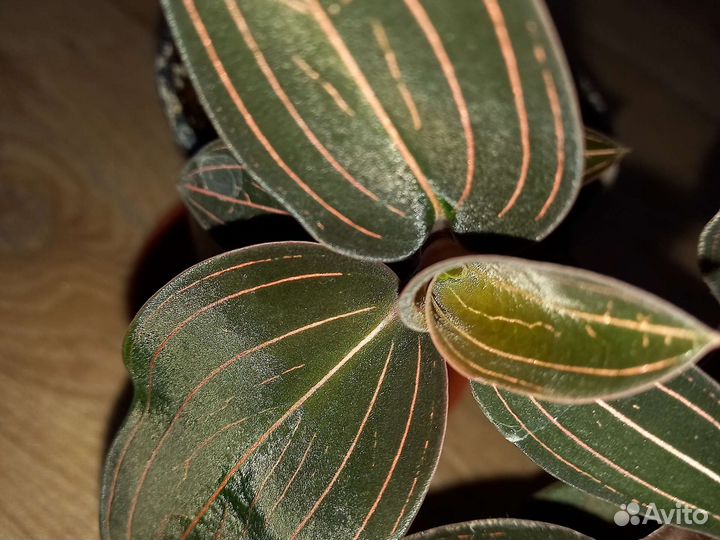 Лудизия (драгоценная орхидея)