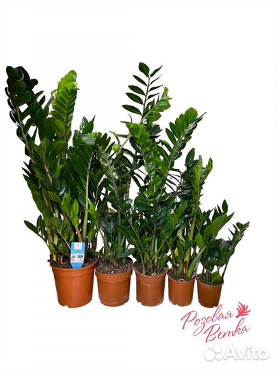 Замиокулькас большие и маленькие