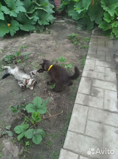 Котята 1.5 месяцев