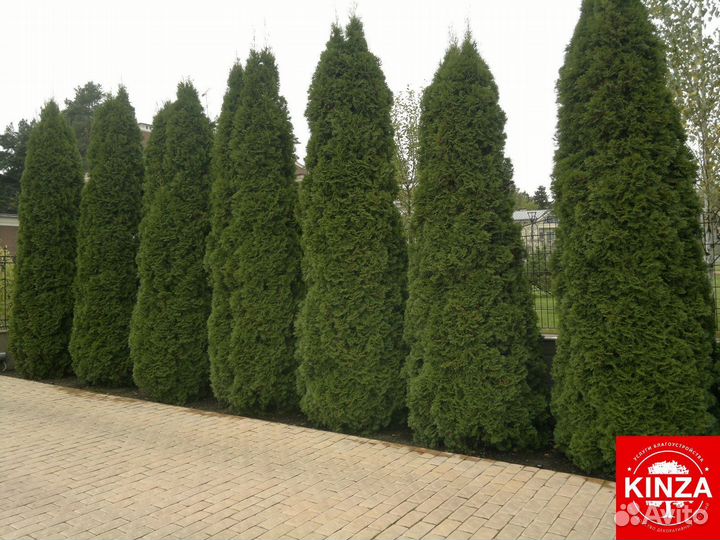 Туя колумна из питомника