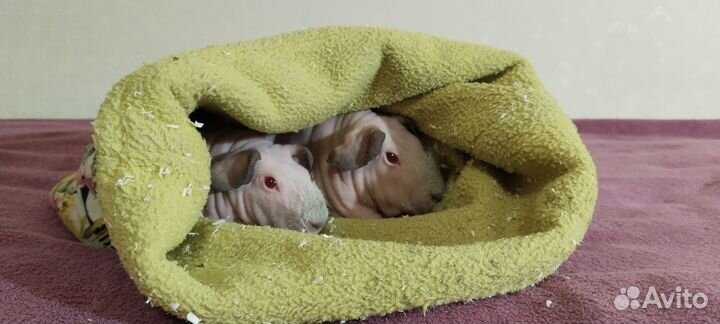 Морские свинки. Белые скинни