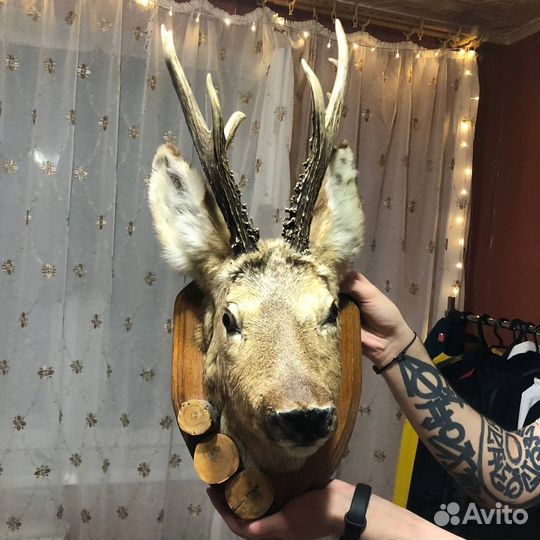 Чучело косули 2 шт