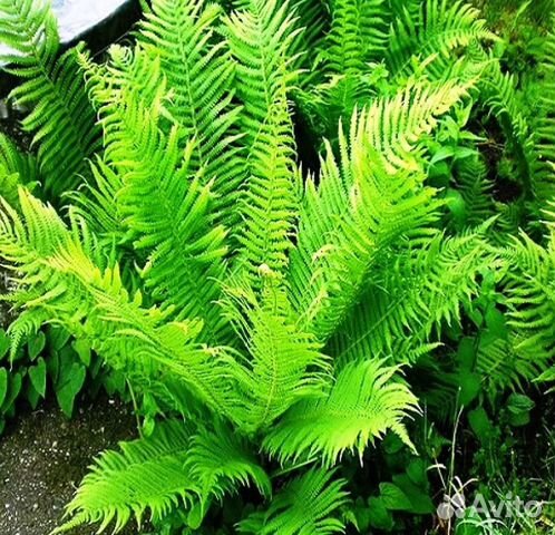 Папоротник страусник, орляк и Банановая пальма