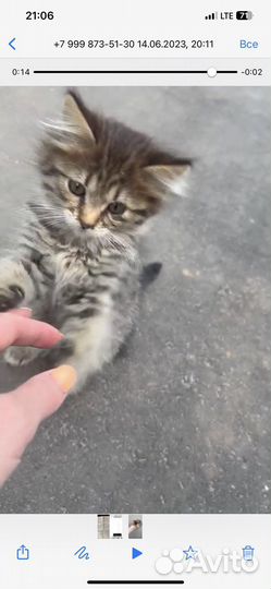 Котенок на улице. Срасите