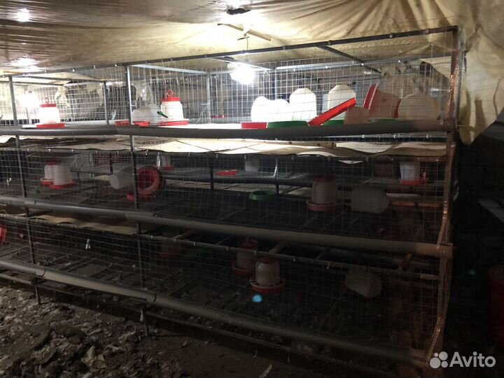 Клетки для кур со всеми принадлежностями