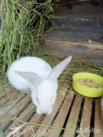 Калифорнийские кролики