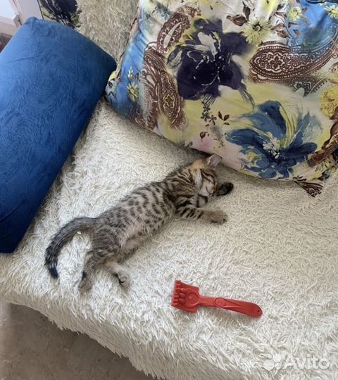 Котенок ищет дом