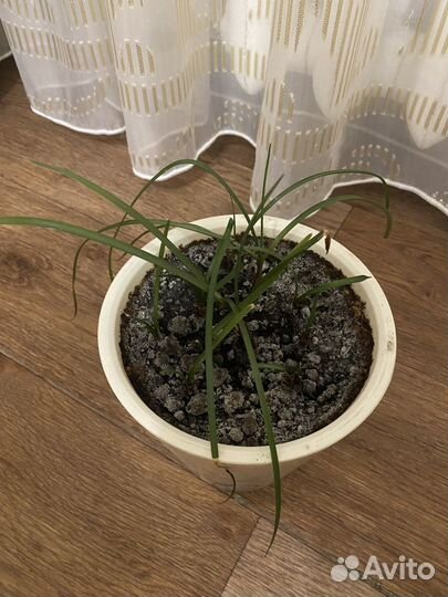 Зефирантес выскочка розовый