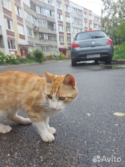 Рыжий кот ищет дом