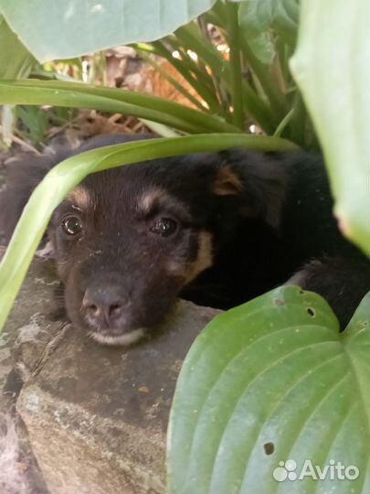 Собака в добрые руки отдам бесплатно