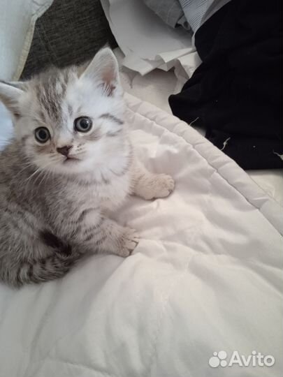 Шотландская