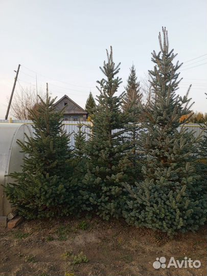 Ель голубая крупномер