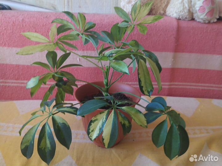 Комнатные цветы