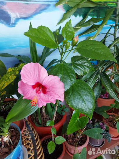 Комнатные цветы