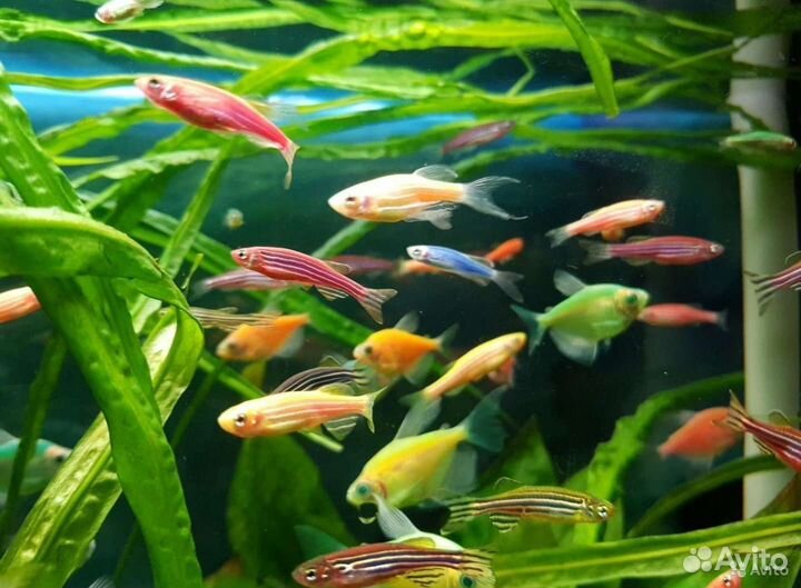 Данио всех цветов. Доставка