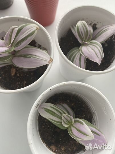 Традесканции сортовые, комнатные цветы