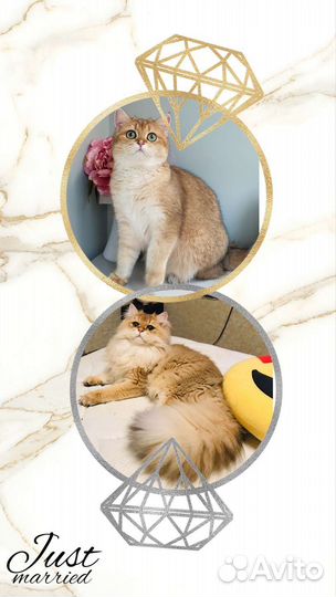 Золотые котята