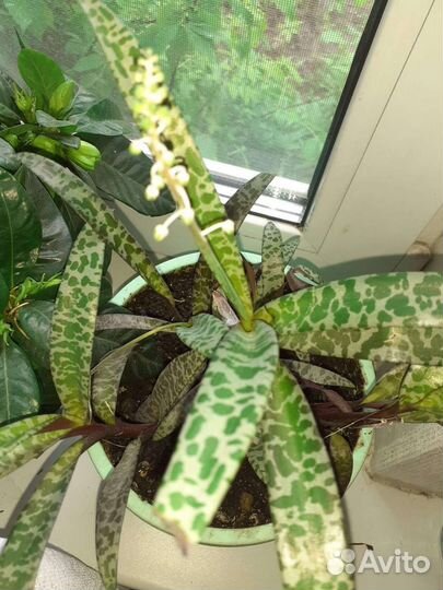 Цветы,Сингониум,Суккуленты,Пеперомия,Бальзамин