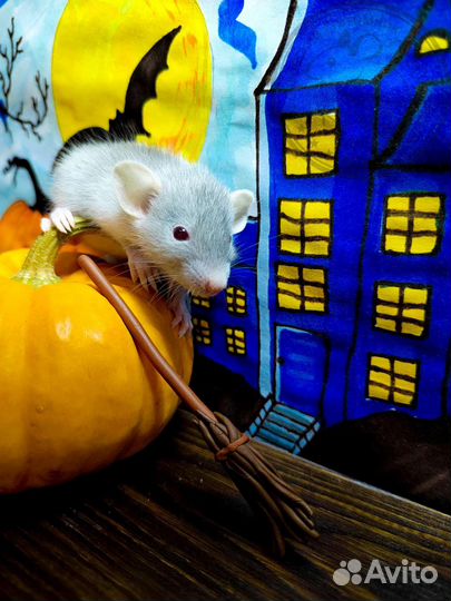 Крысята, крыски, крыса дамбо