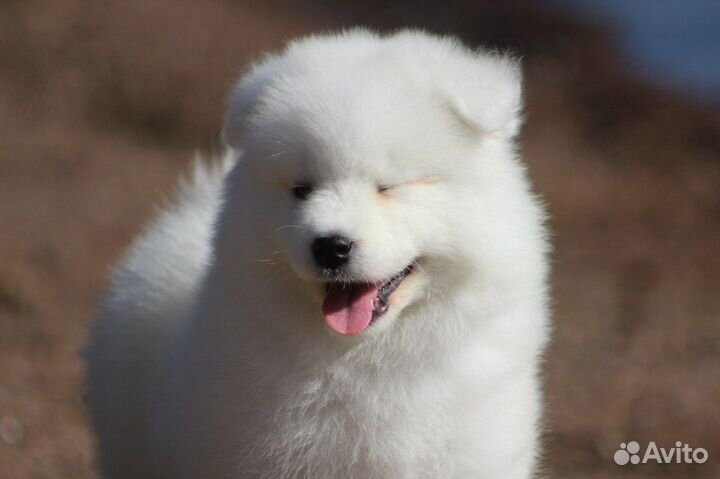 Стрижка собак и кошек