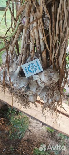 Чеснок озимой