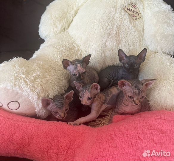 Котята сфинкс