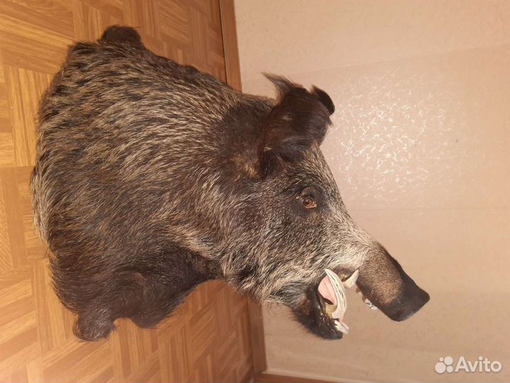 Чучело головы кабана