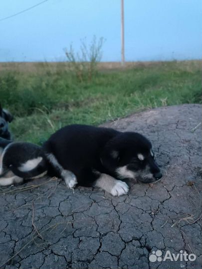 Собака в добрые руки отдам бесплатно