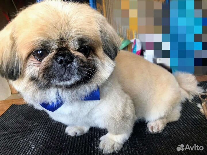 Стрижка собак