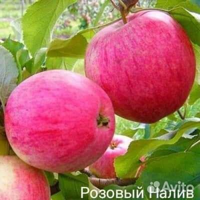 Редкие растения для сада