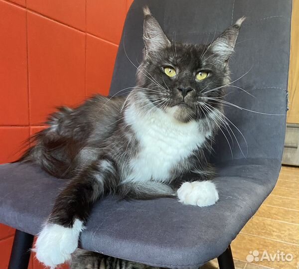 Мейн-кун кошка черный дым с белым