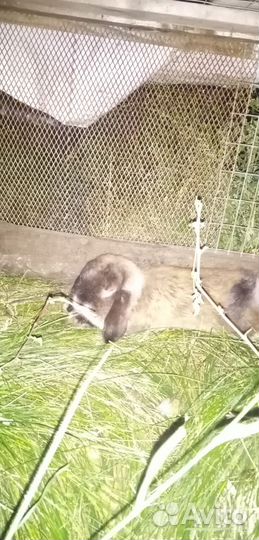 Декоративные кролики