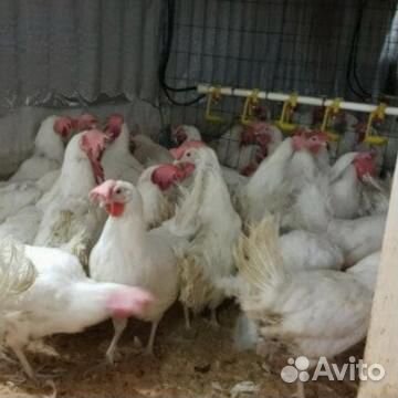 Куры несушки