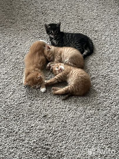 Котята в добрые руки